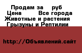 Продам за 50 руб. › Цена ­ 50 - Все города Животные и растения » Грызуны и Рептилии   